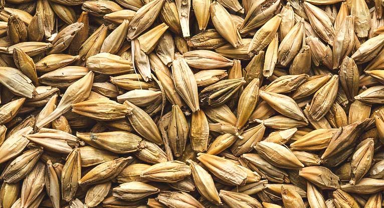 Is Barley Gluten-Free?