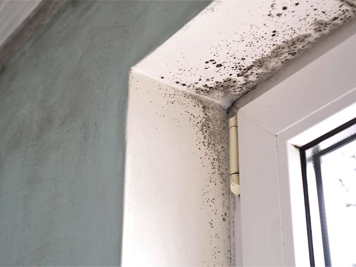 Can Mold Cause Cancer?