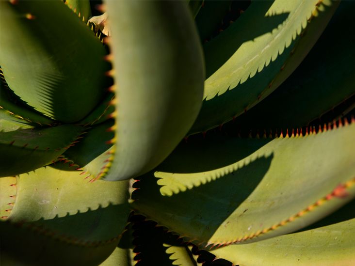 5 Healthy Benefits of Drinking Aloe Vera Juice