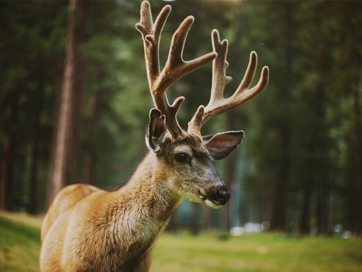 What Are Deer Antler Supplements? Health Effects and Safety