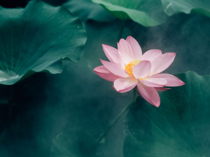 5 Unique Health Benefits of Lotus